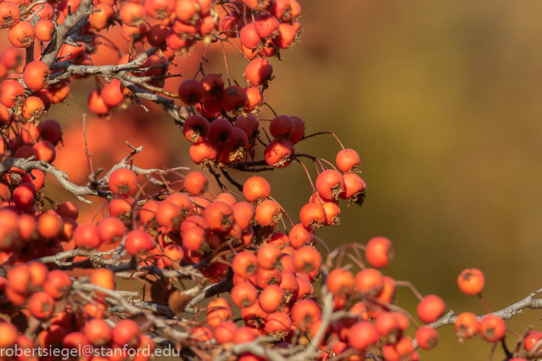 berries